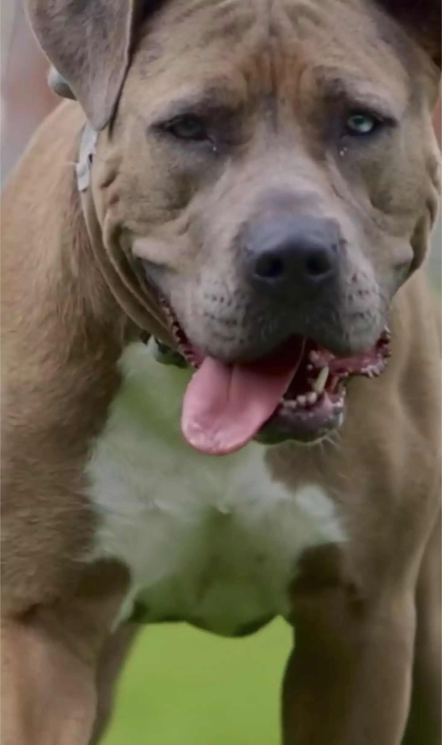The ban on XL Bully dogs will come into force in February.
