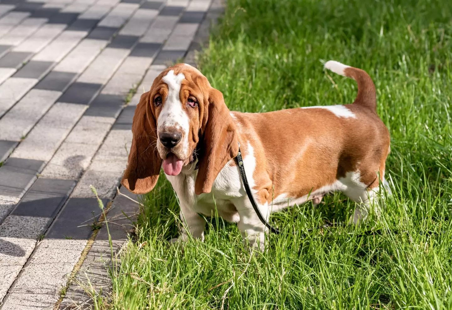 There's an easy test to do to see if the pavement is too hot.
