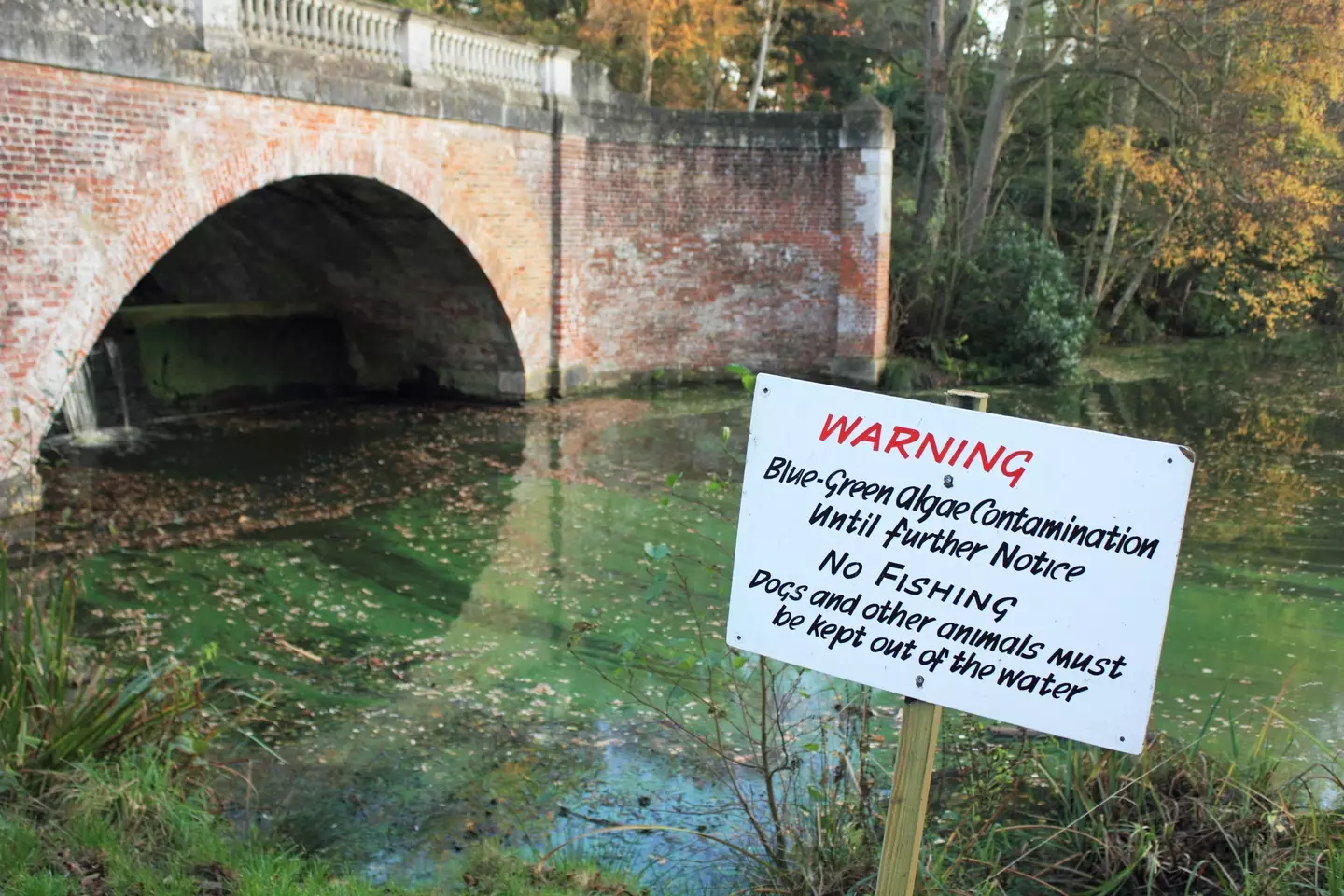 The pair are also urging the local council to check for blue-green algae in the lake, as well as other poisonous substances that could have endangered their beloved dog,