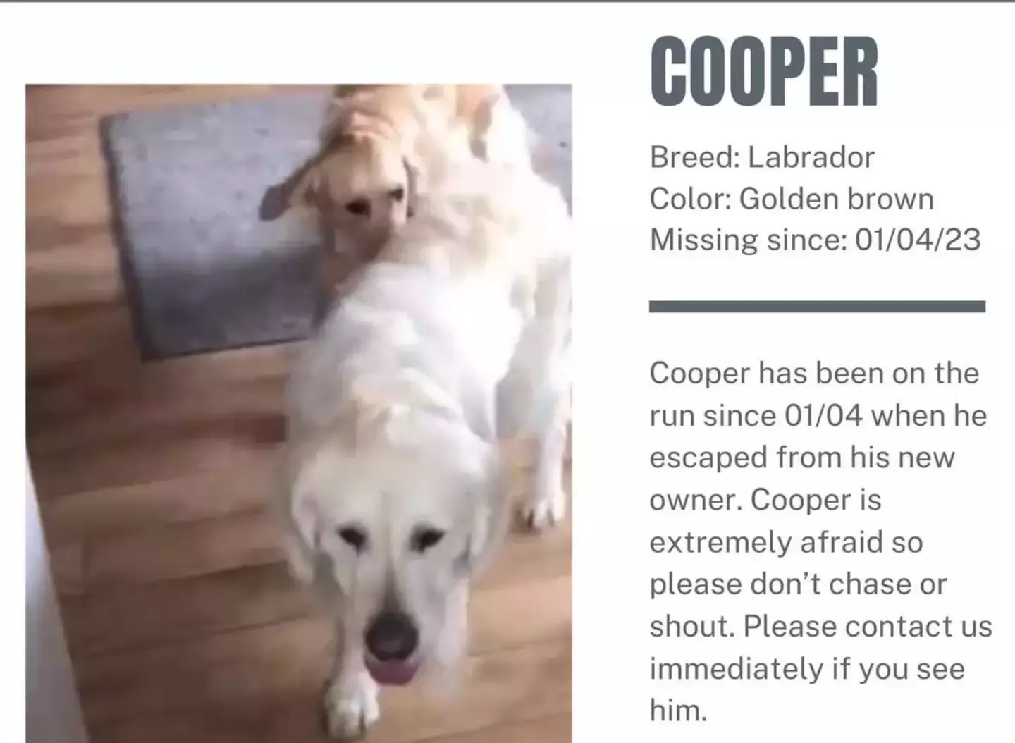 Lost Paws NI put up posters to try and find Cooper.