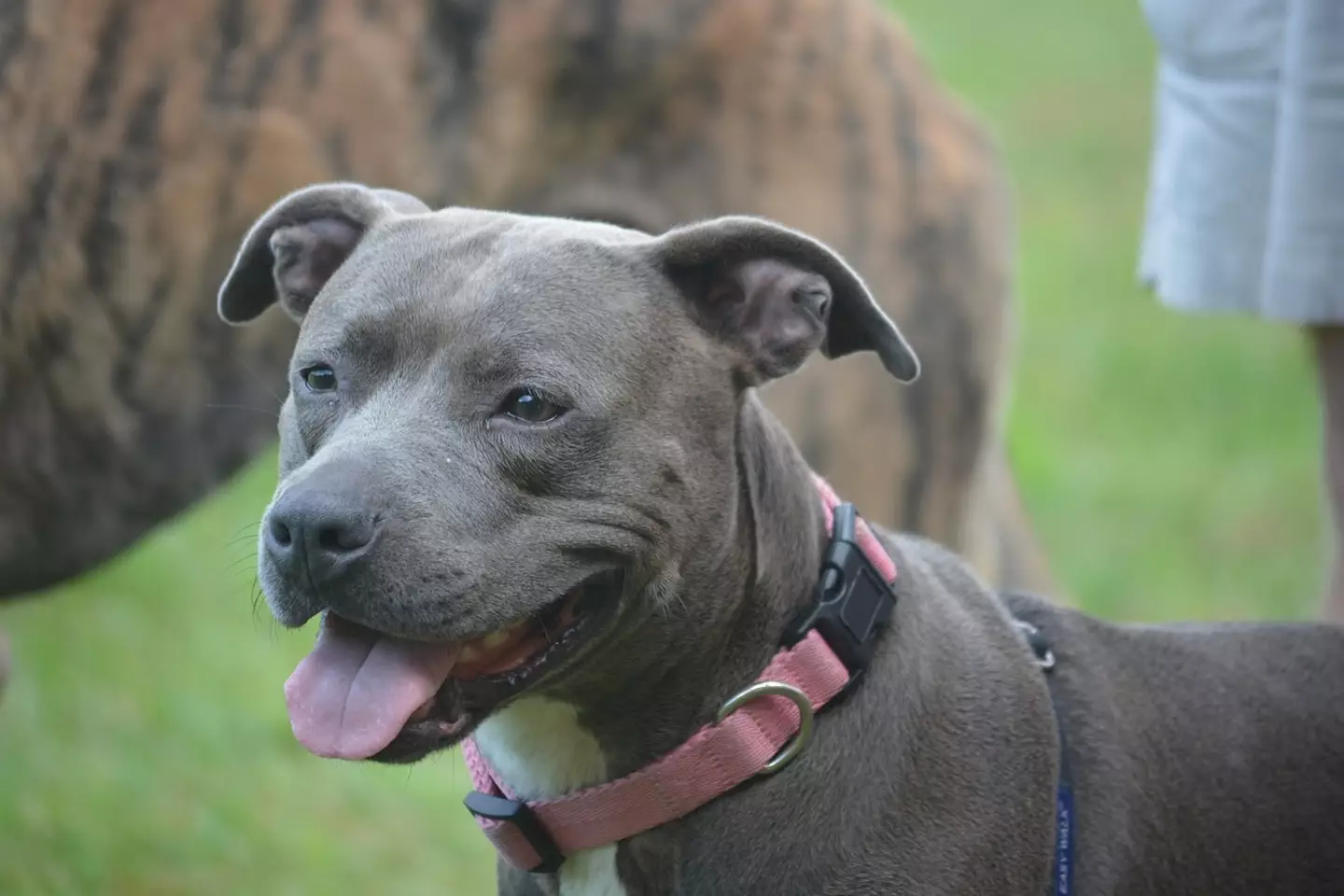 The dog in the video was a staffy.