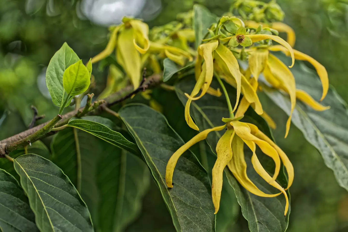 Ylang-ylang flowers are a guaranteed aphrodisiac.