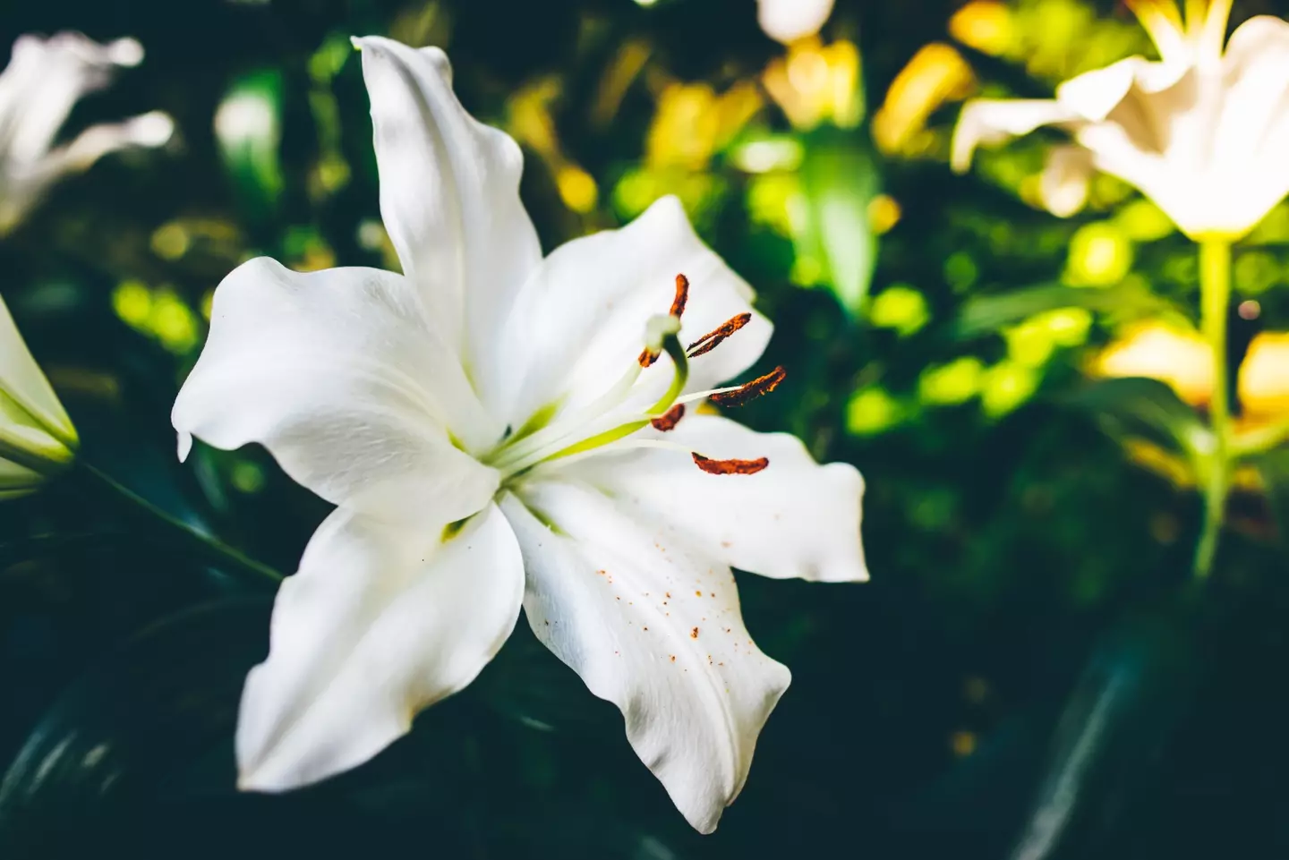 Lillies are poisonous for cats. (