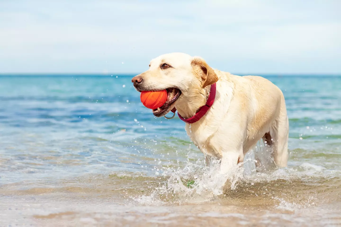 Dog owners are being warned about a number of beaches (
