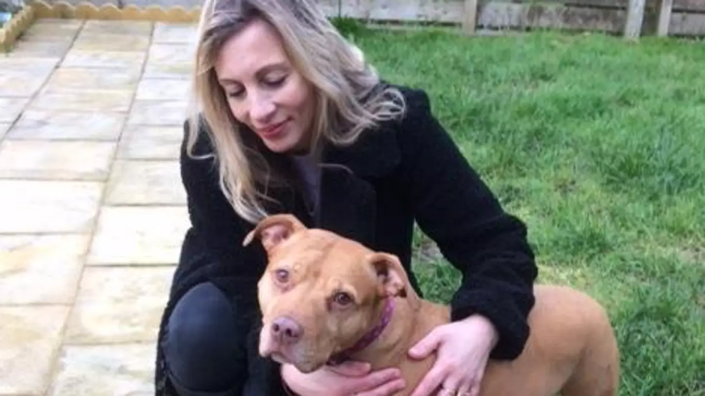Dog Owner Has Spent £20,000 Saving Pit Bull Terrier From Being Put Down