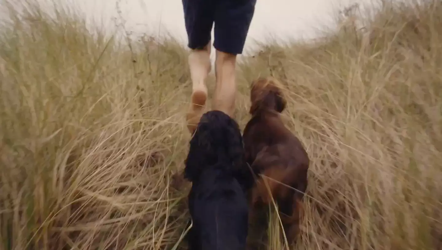 Fans were convinced the brown spaniel alongside the Wales' family dog, Orla, was the newest addition to ther family (X/@KensingtonRoyal)