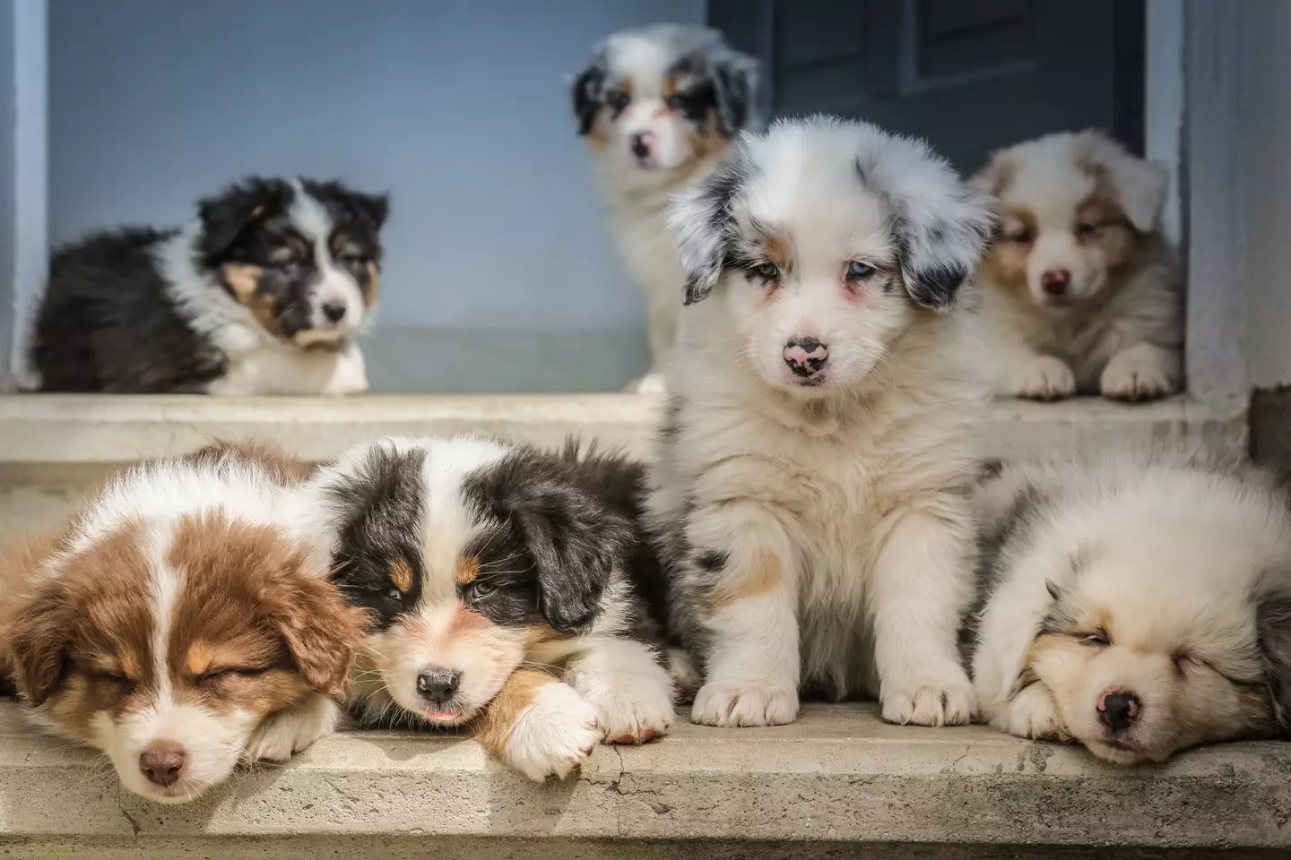 Pandemic puppies were popular in lockdown (