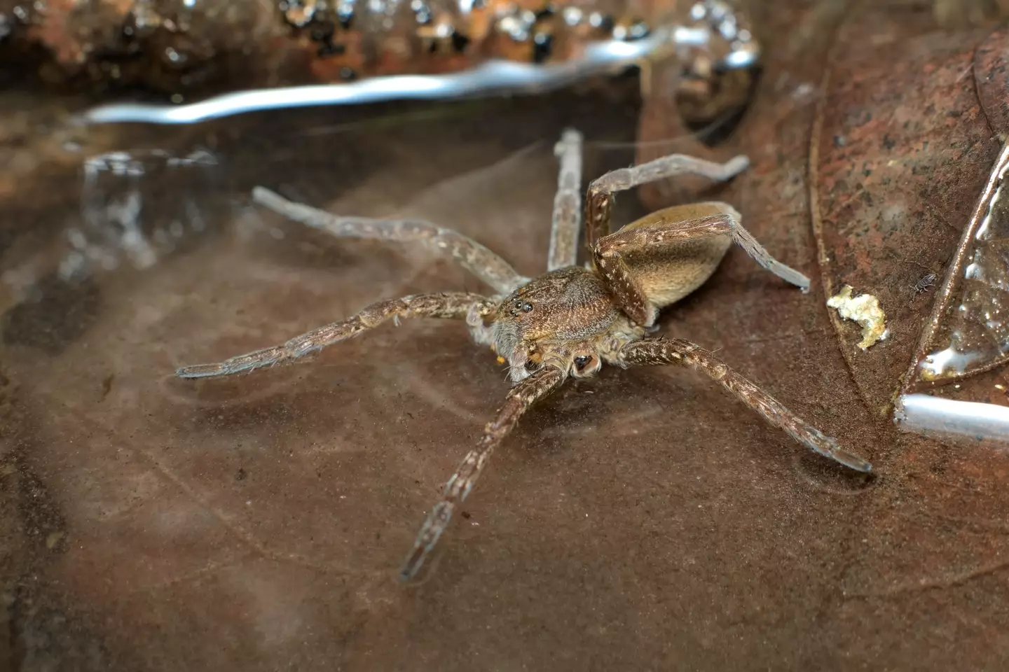 Fen raft spiders are semi-aquatic. (Saccobent / Getty Images)
