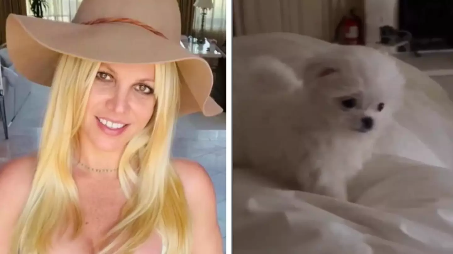 PETA slams Britney Spears for getting new puppy following Sam Asghari divorce