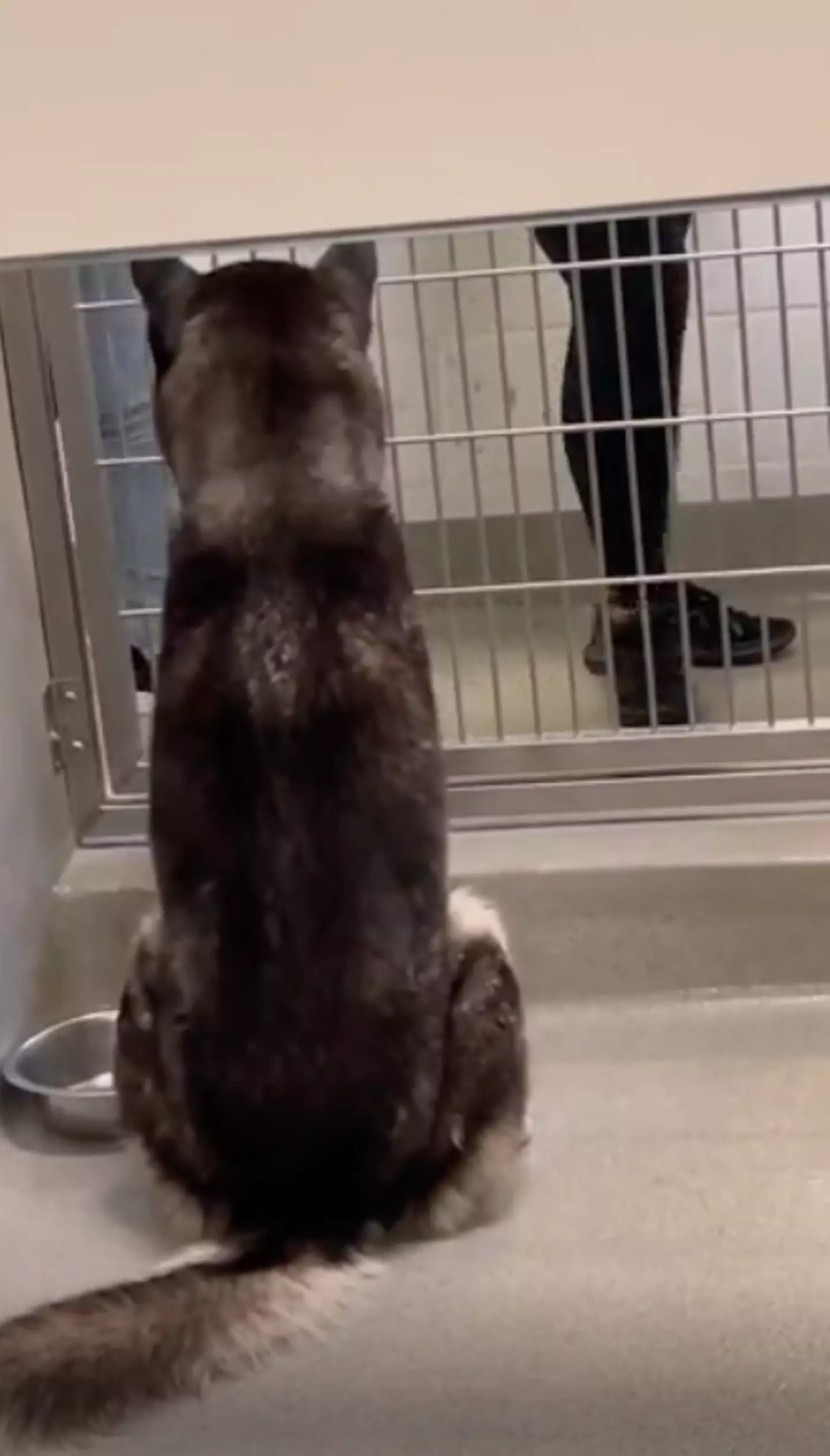 The video shows six-year-old husky Elias sat in an enclosure.
