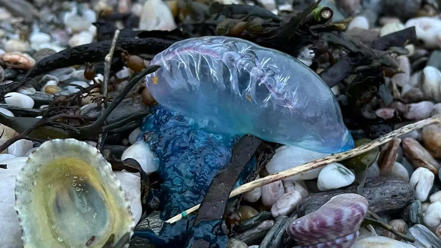 Dartmouth Coastguard Rescue Team Issues Warning Over Portugese Man O'War On UK Beaches