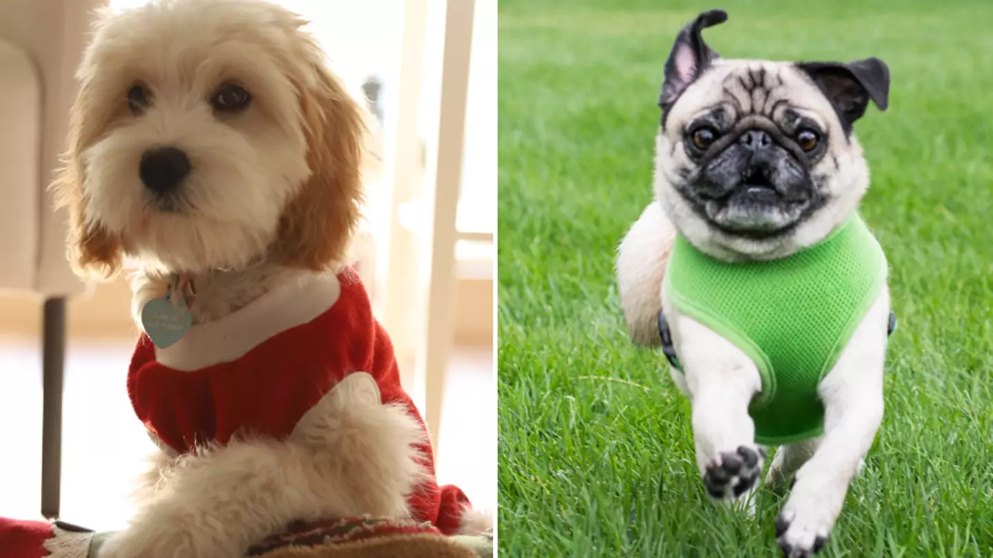 Dog trainer shares the five dog breeds he’d never own