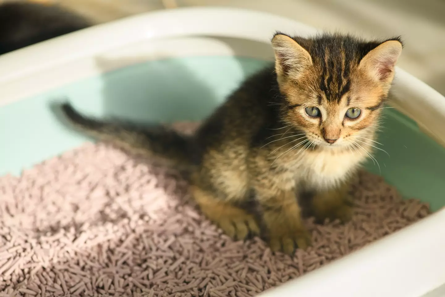 Pets need to stick to their own toilets!