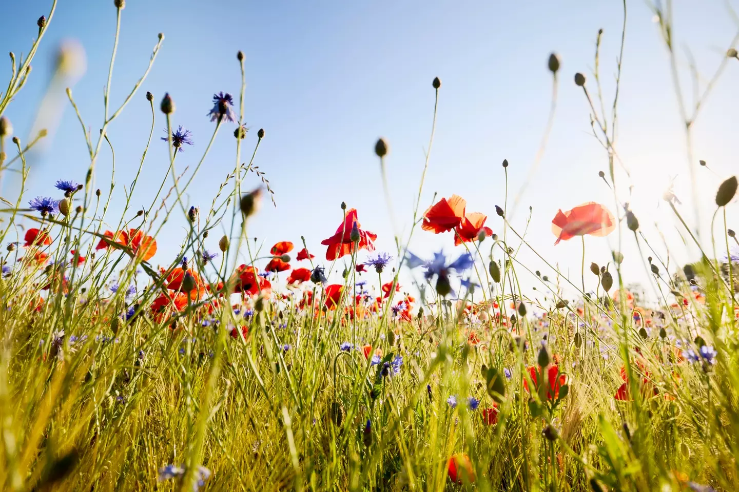 This year's Spring Equinox is set to take place on March 20th (Getty Stock Images)