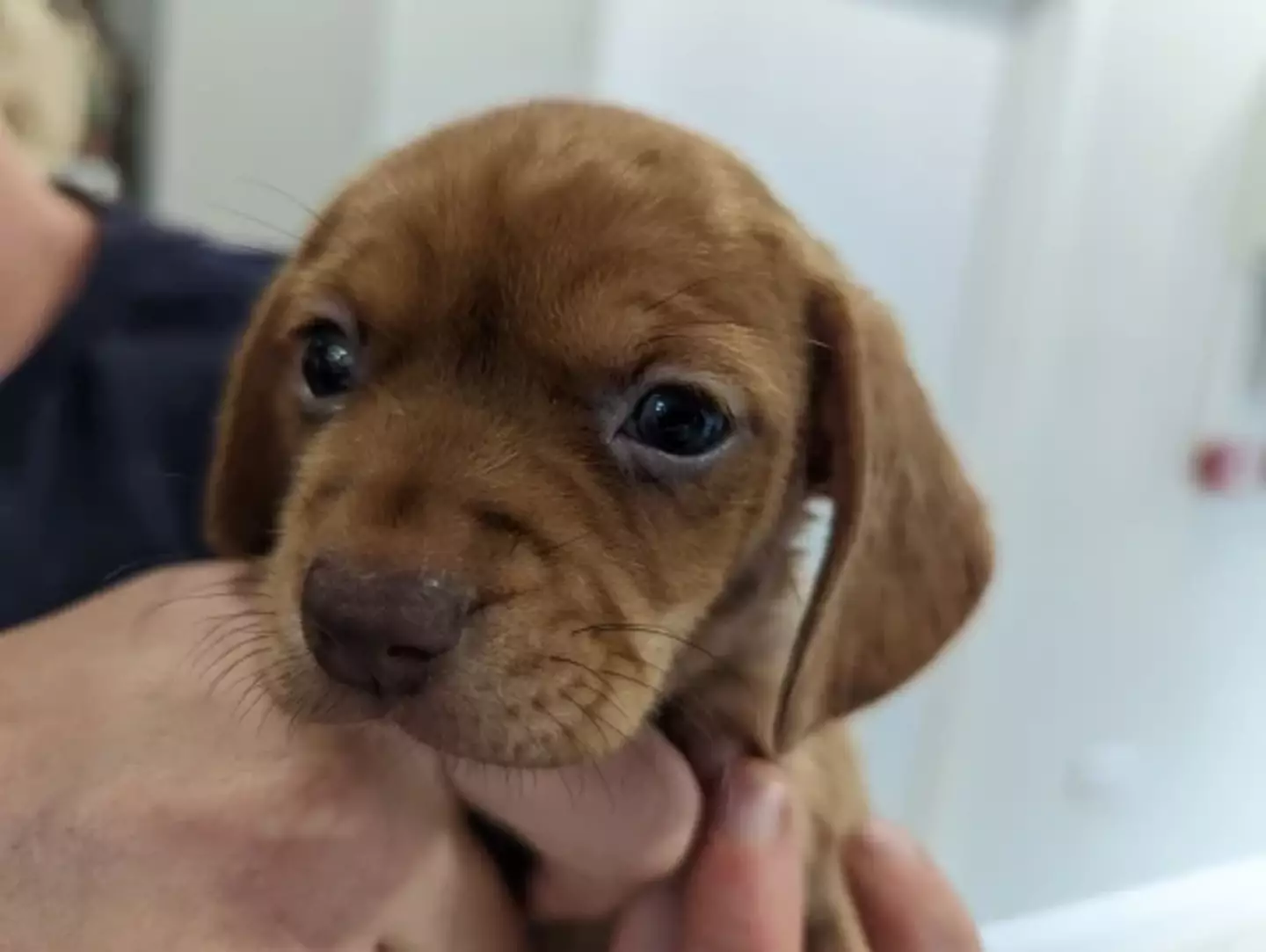 Some of the puppies appeared to be six weeks old, while some were even younger.