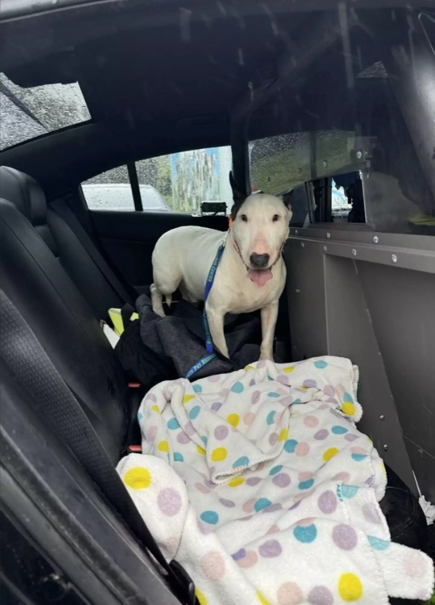 Thankfully, the dog is now 'safe' (X/Florida Department of Highway Safety and Motor Vehicles)