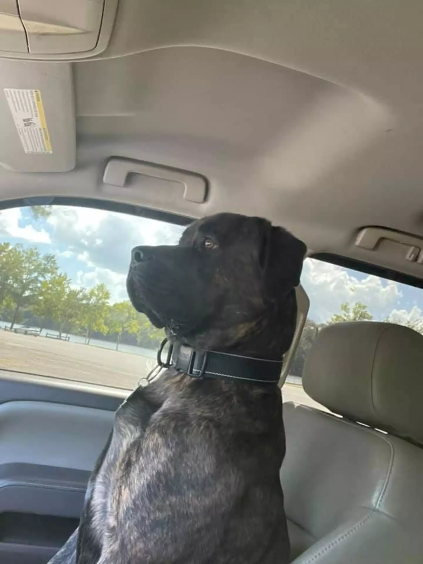 Zackary Pate revealed that his four-legged friend once bit his leg to save him from a venomous snake.