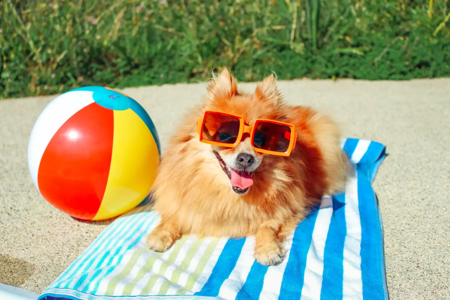 Dogs are generally safe in temperatures up to 19°C. (Jena Ardell/Getty Stock)