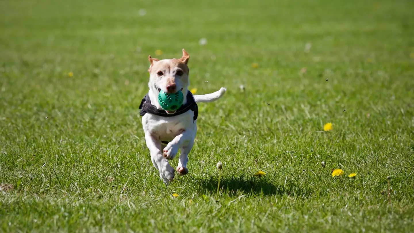A plant based diet could transform your dog's health (