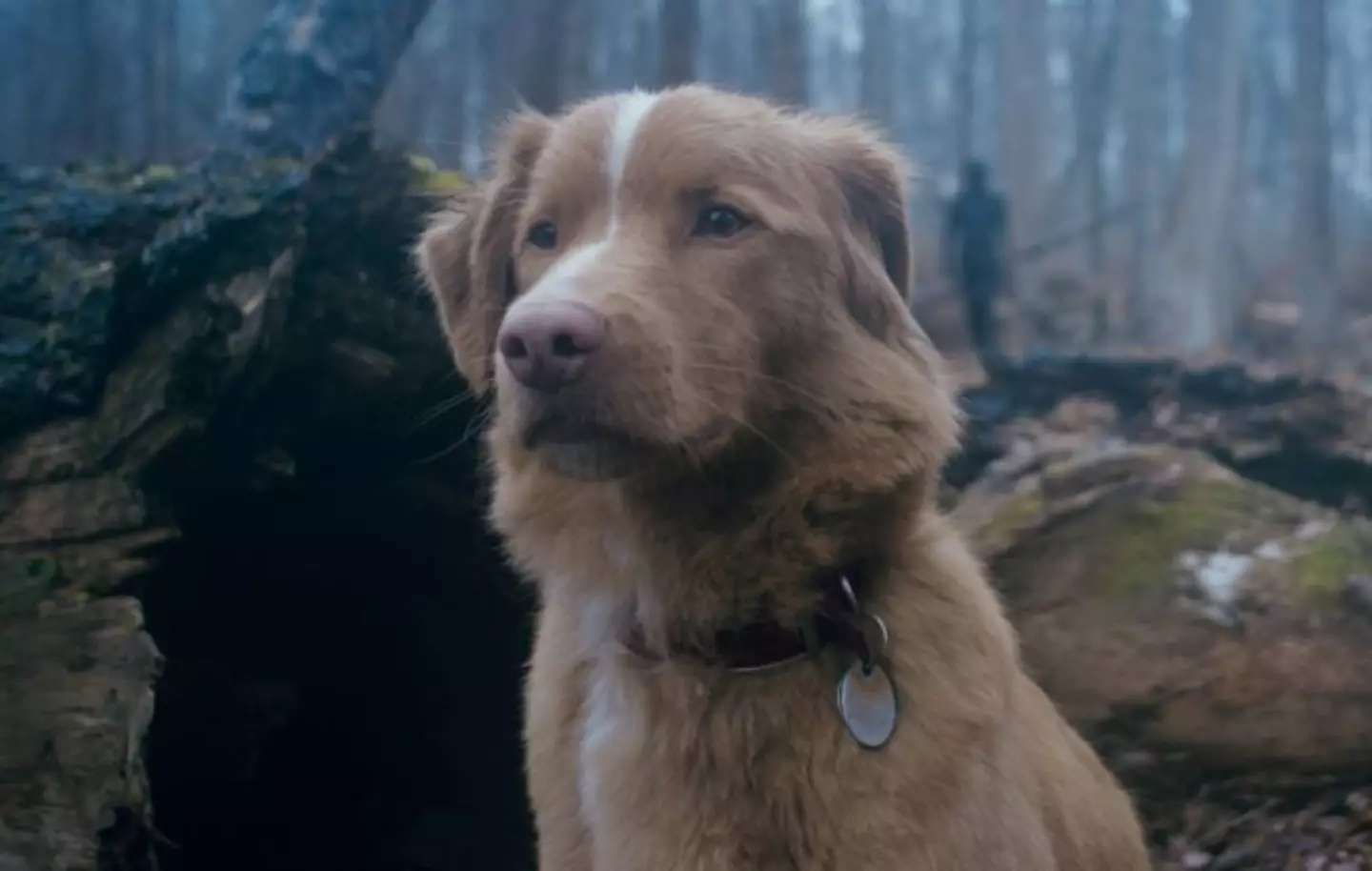 Indy the dog just took home a major film award for Good Boy (Independent Film Company)