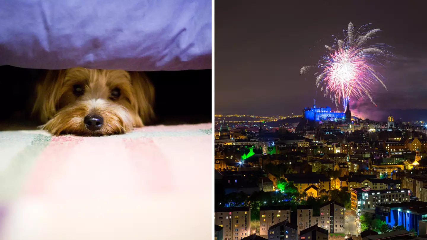 Brits issued warning over worrying signs to look out for in your pet ahead of Bonfire Night