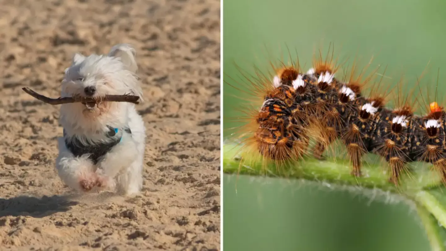 Dog Owners Warned Following Outbreak Of Toxic Caterpillars