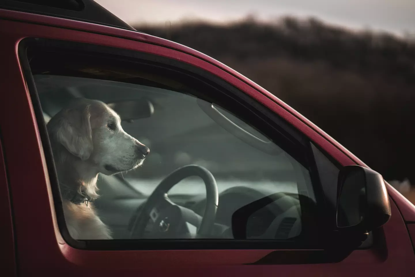 Leaving a dog in a hot car even with the windows open can be fatal (