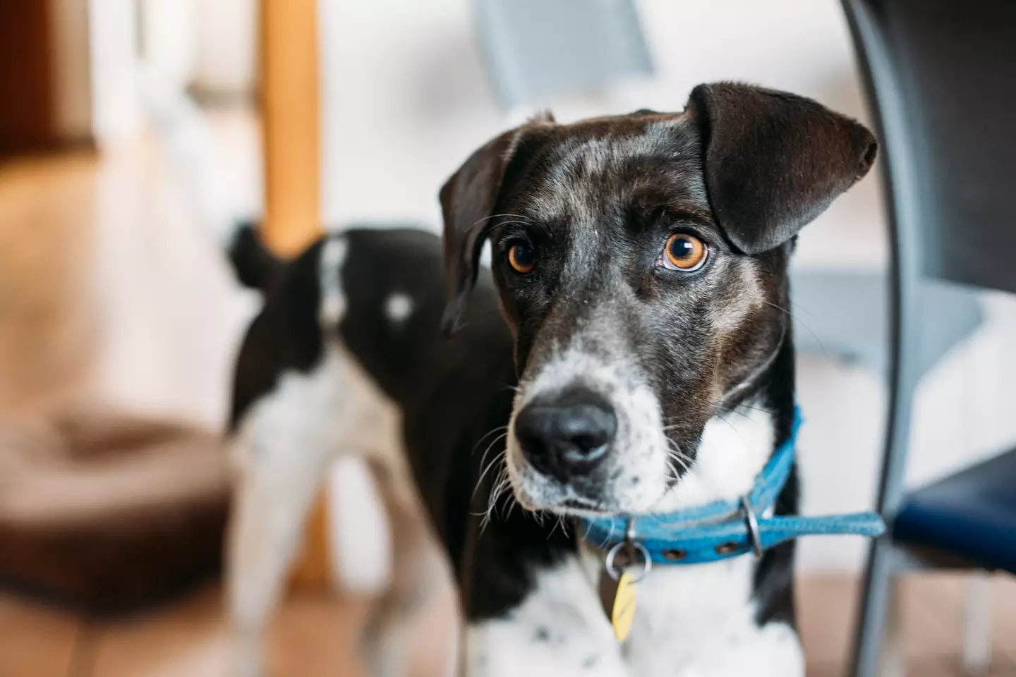 The TikToker urged other owners to not leave their dogs collars on while unattended.