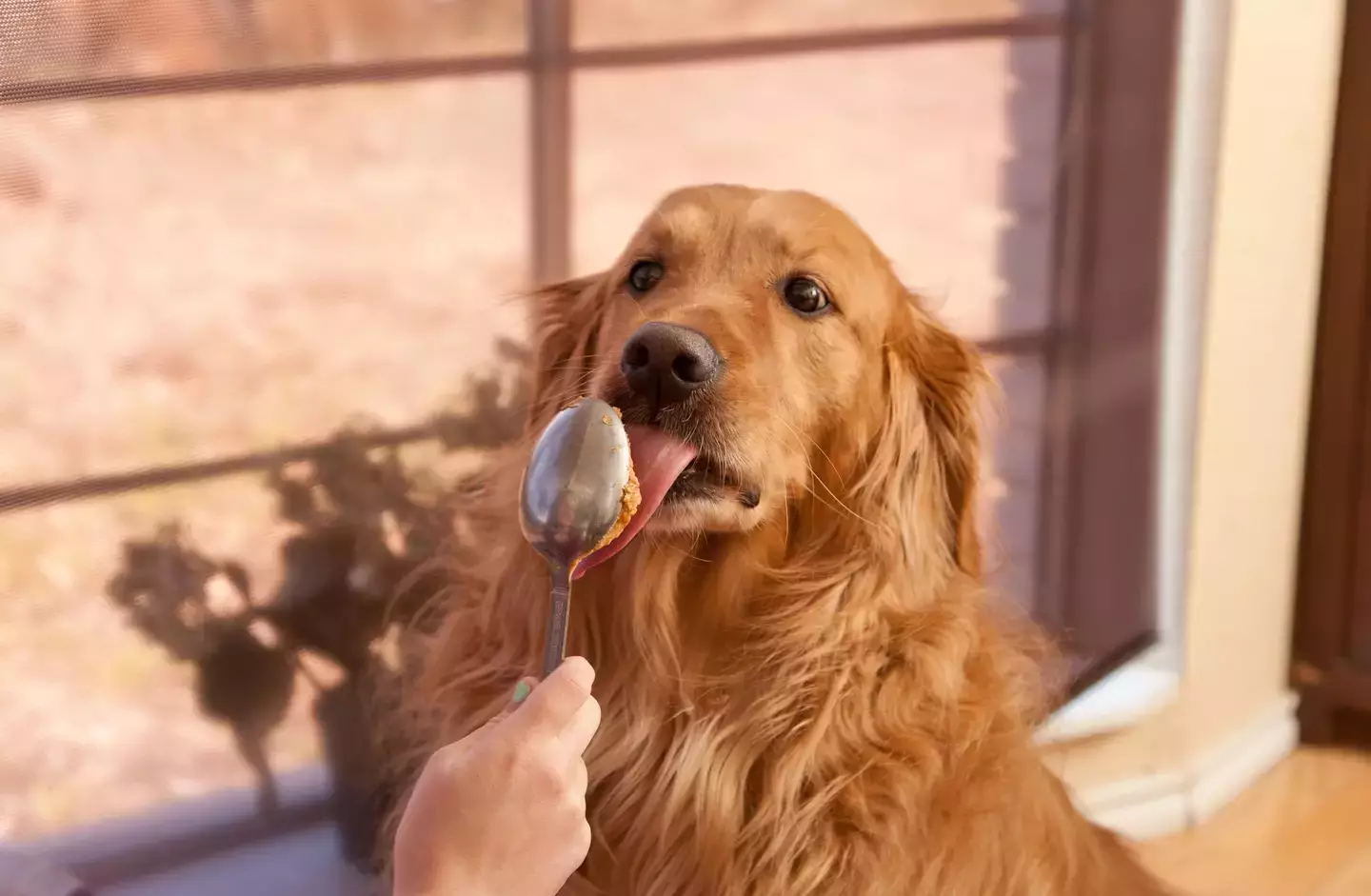 Dogs love peanut butter - but that's not good.