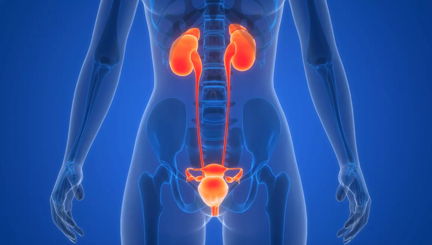 Approximately 40% of females and 30% of males experience urge incontinence at some point in their lives (Getty Stock Images)