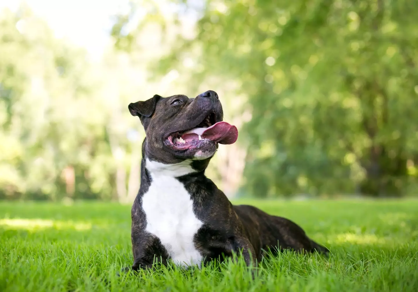 The weather isn't ideal for our pups.