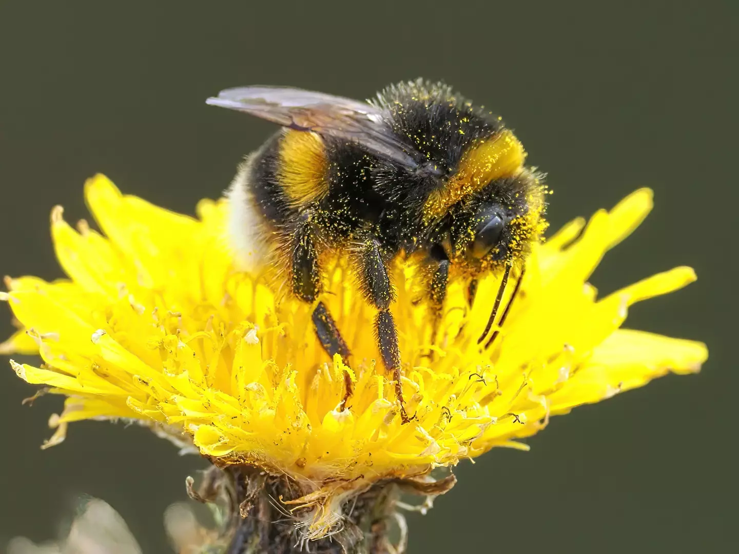 A beekeeper has ruffled some feathers after purposefully letting a bee sting his wife (Gerwyn Davies / 500px / Getty Images)
