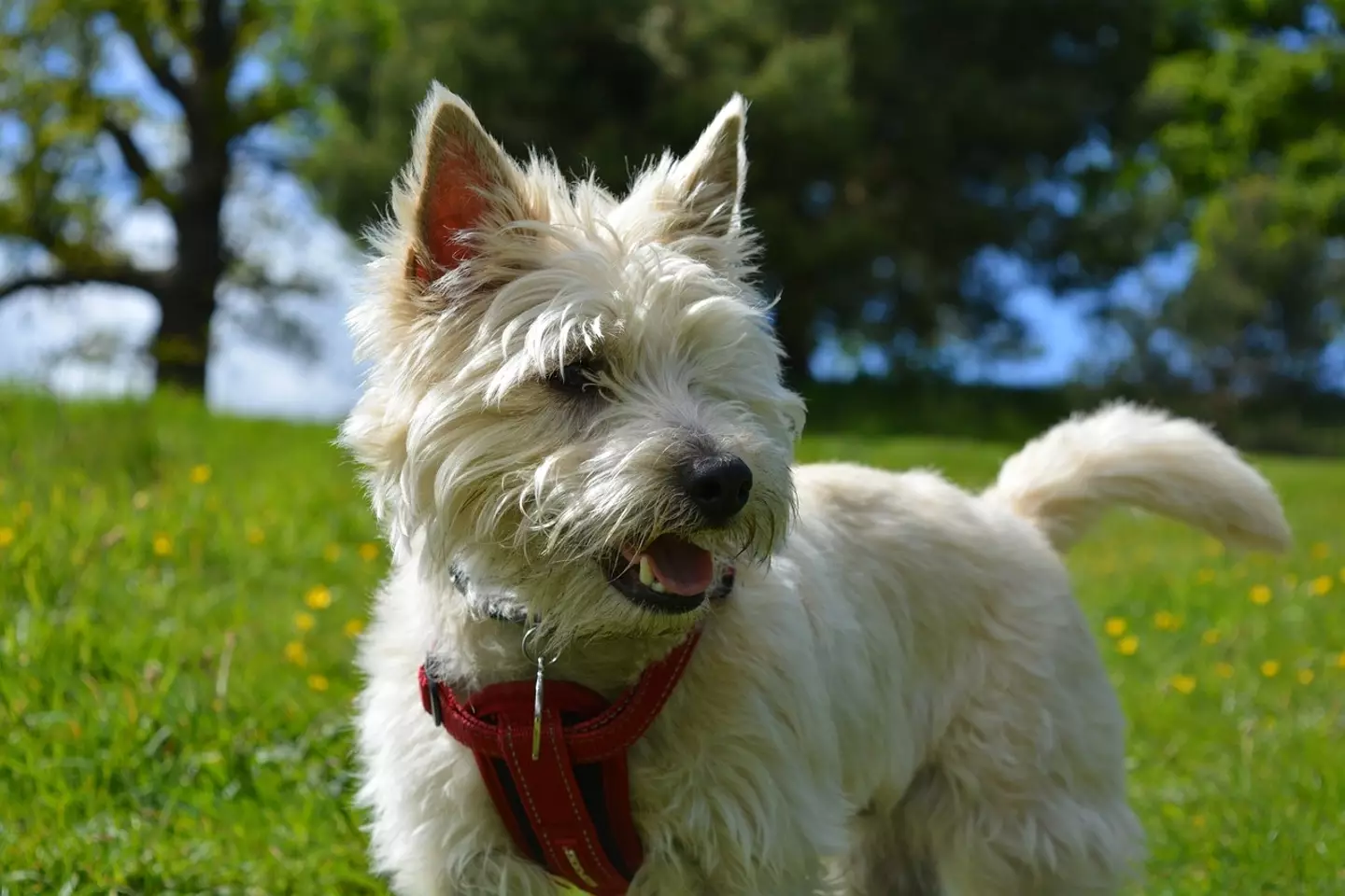 The Cairn Terrier is also considered vulnerable.