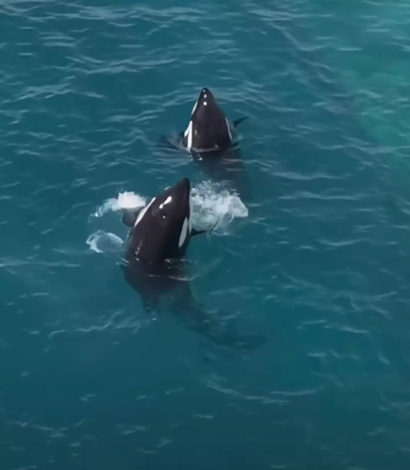 They then began to perform for an invisible crowd (Seph Lawless)