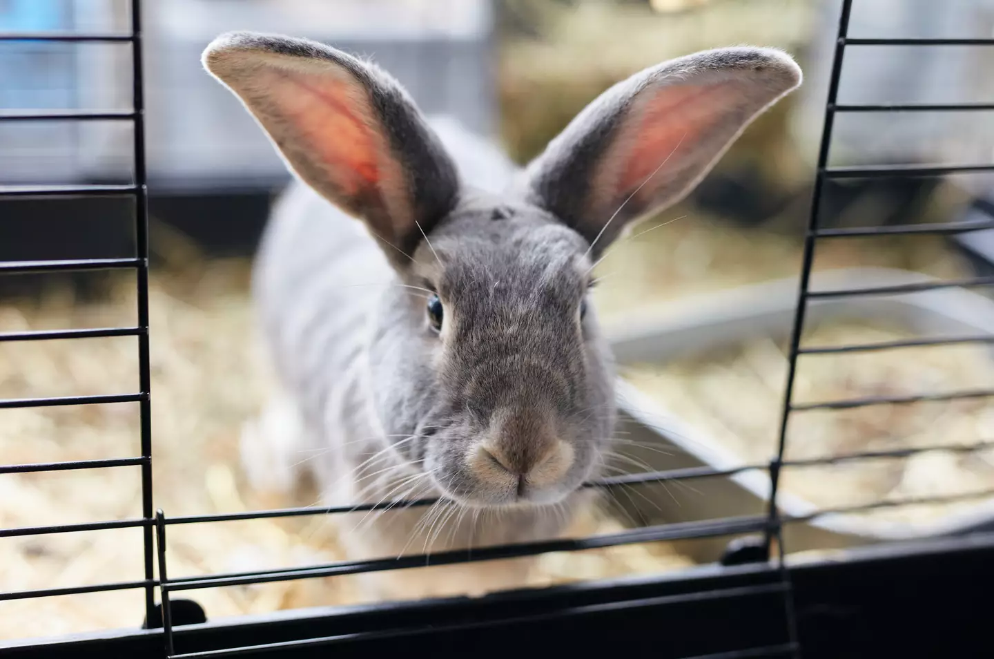 Rabbits aren't great around children.