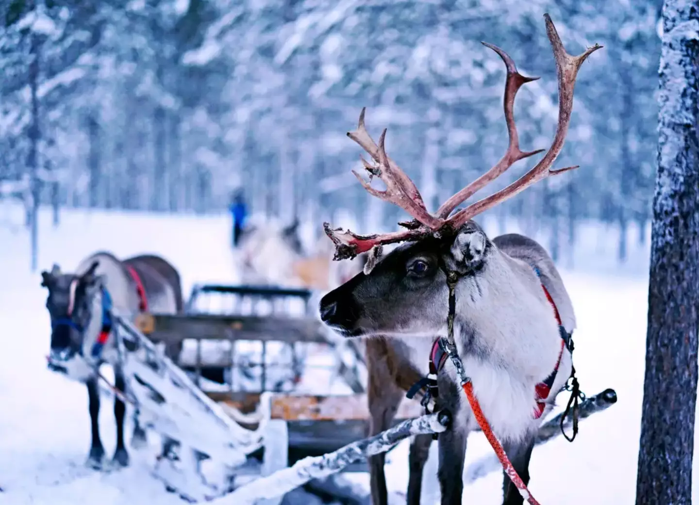 Once you've picked up your treats, you can leave them out for Rudolph and the other reindeers (