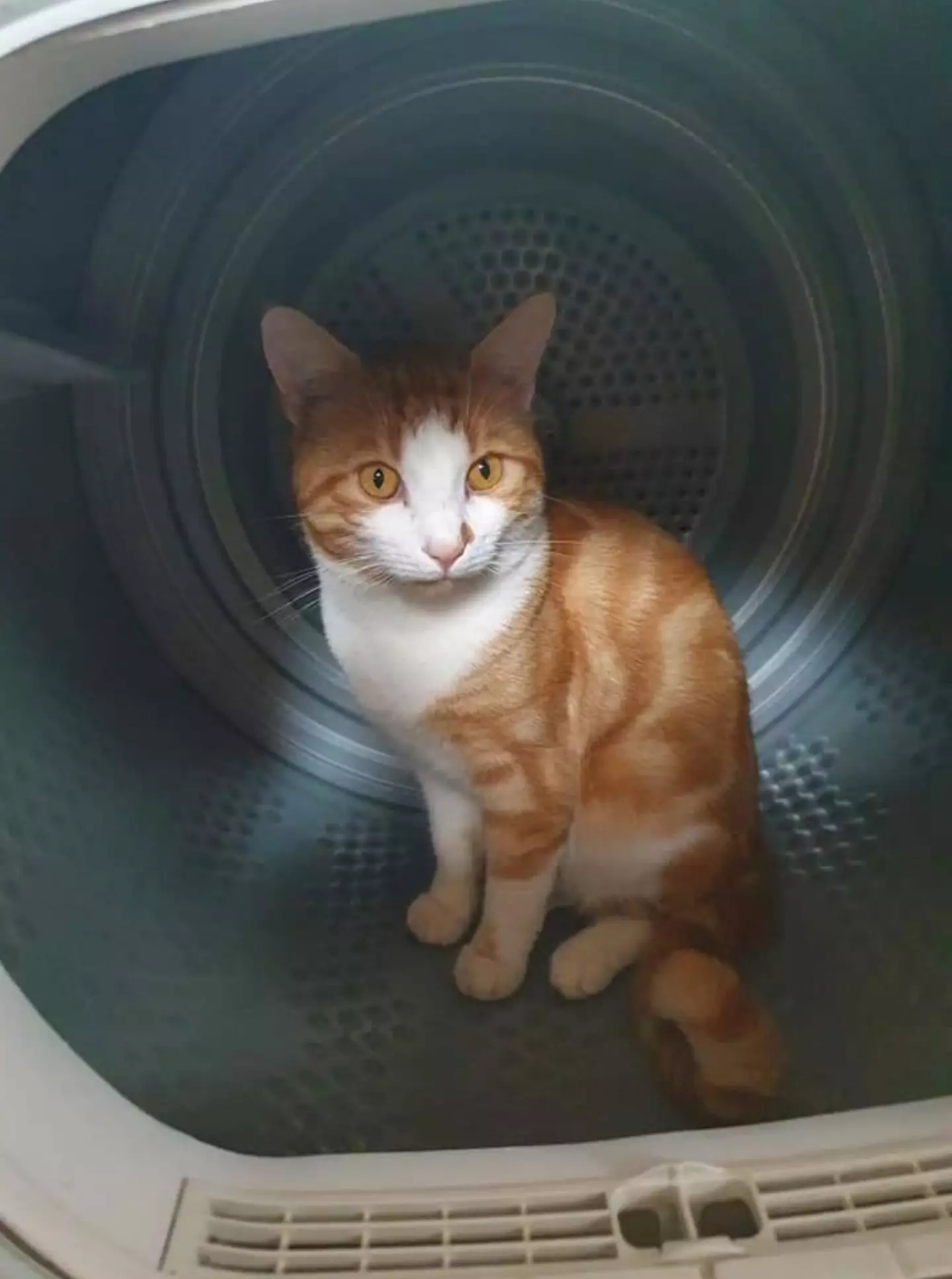 Her other cat Huxley was known to sometimes sit in the dryer.