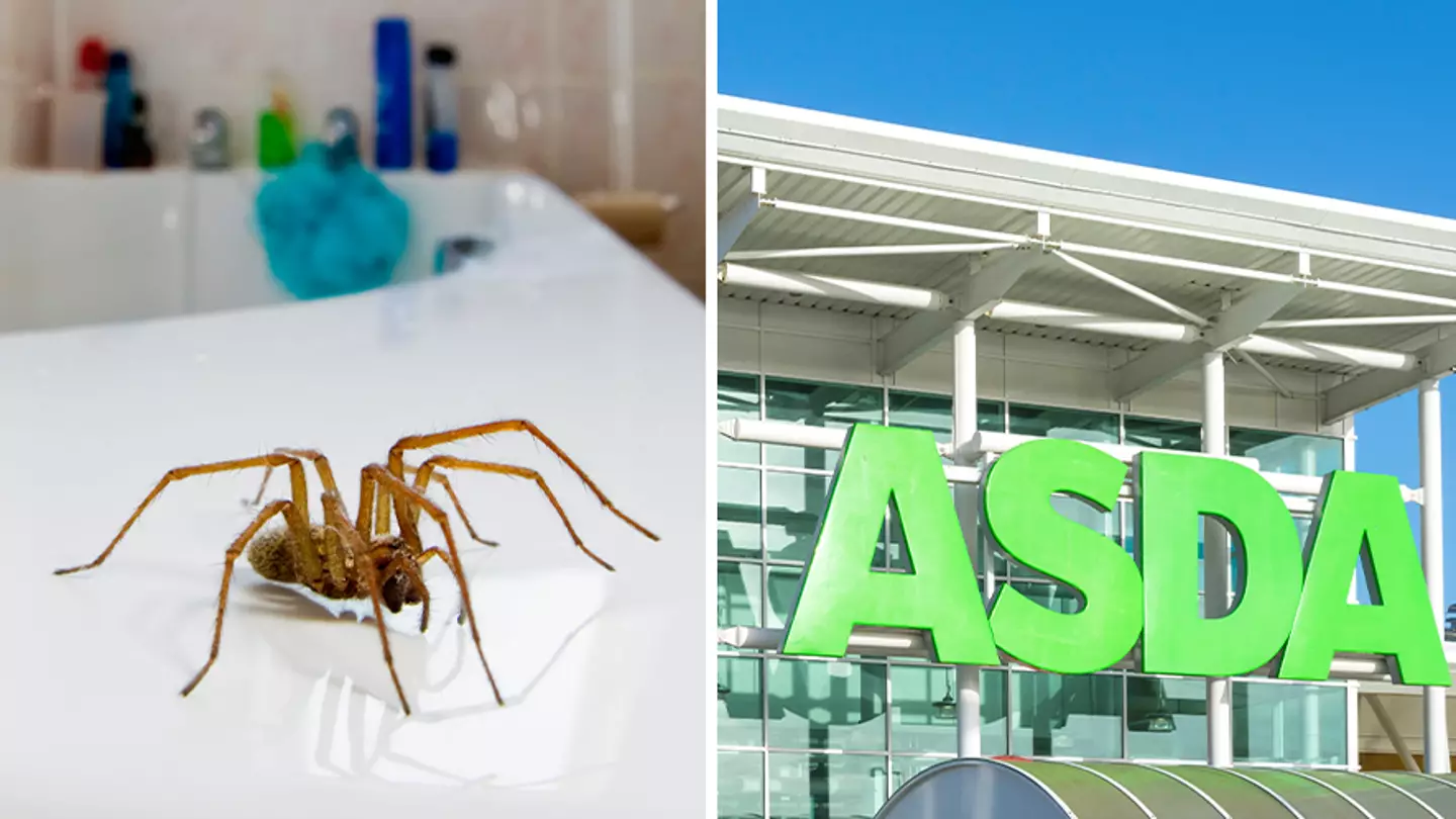 People raving about £1.45 oil that stops spiders coming into your home