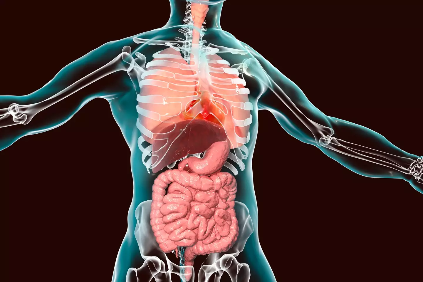 Your heart rate and blood pressure would typically drop back down to normal levels (KATERYNA KON/SCIENCE PHOTO LIBRARY / Getty Images)