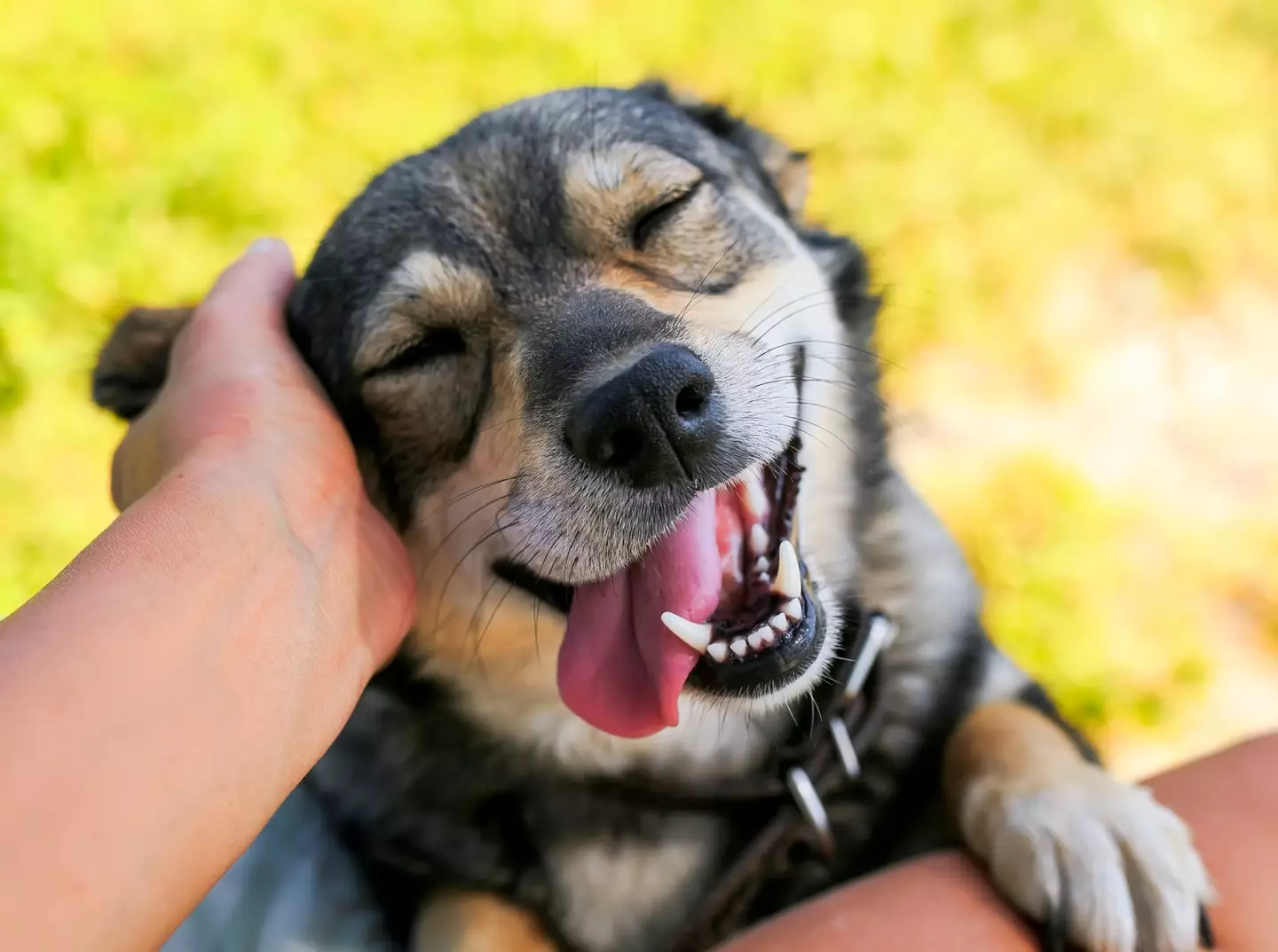 A dog expert explained to pet owners about their dogs (Getty Stock Images)
