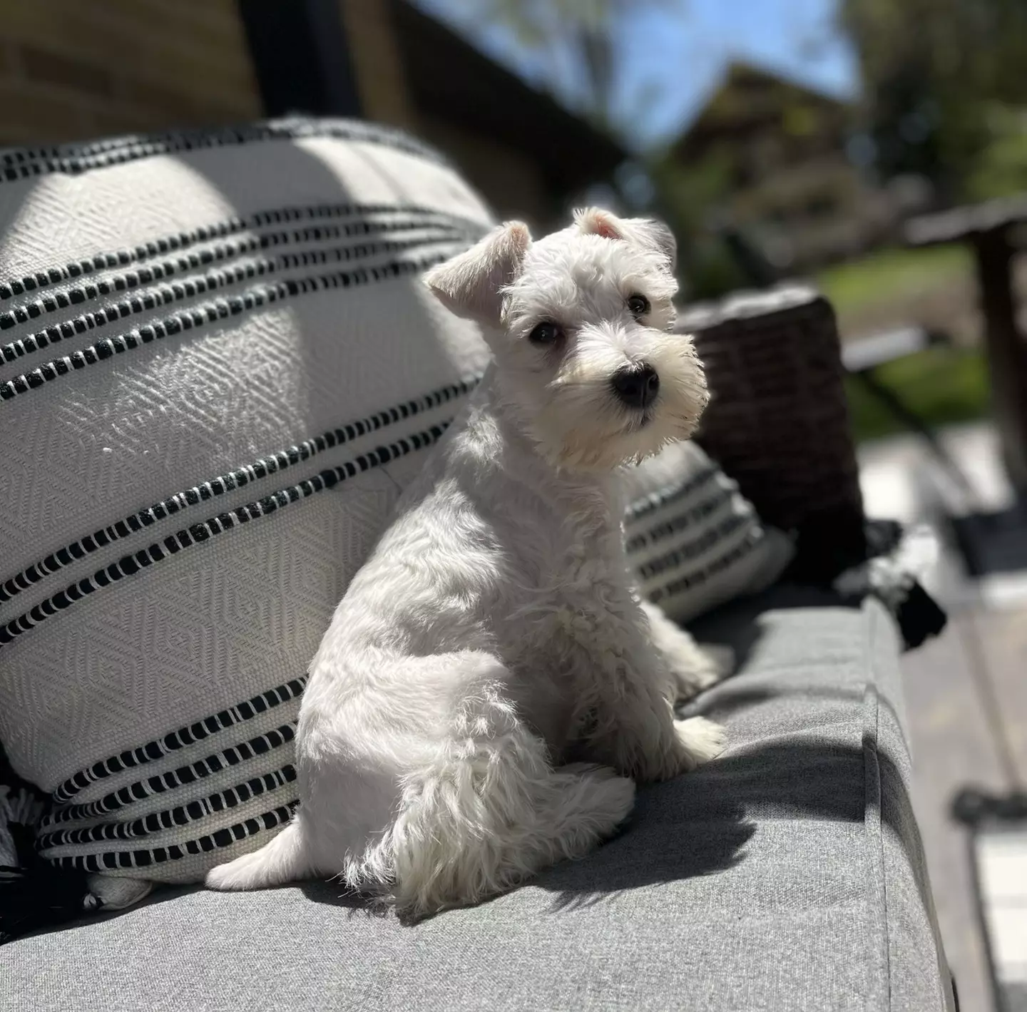 Rizzo usually has white fur.