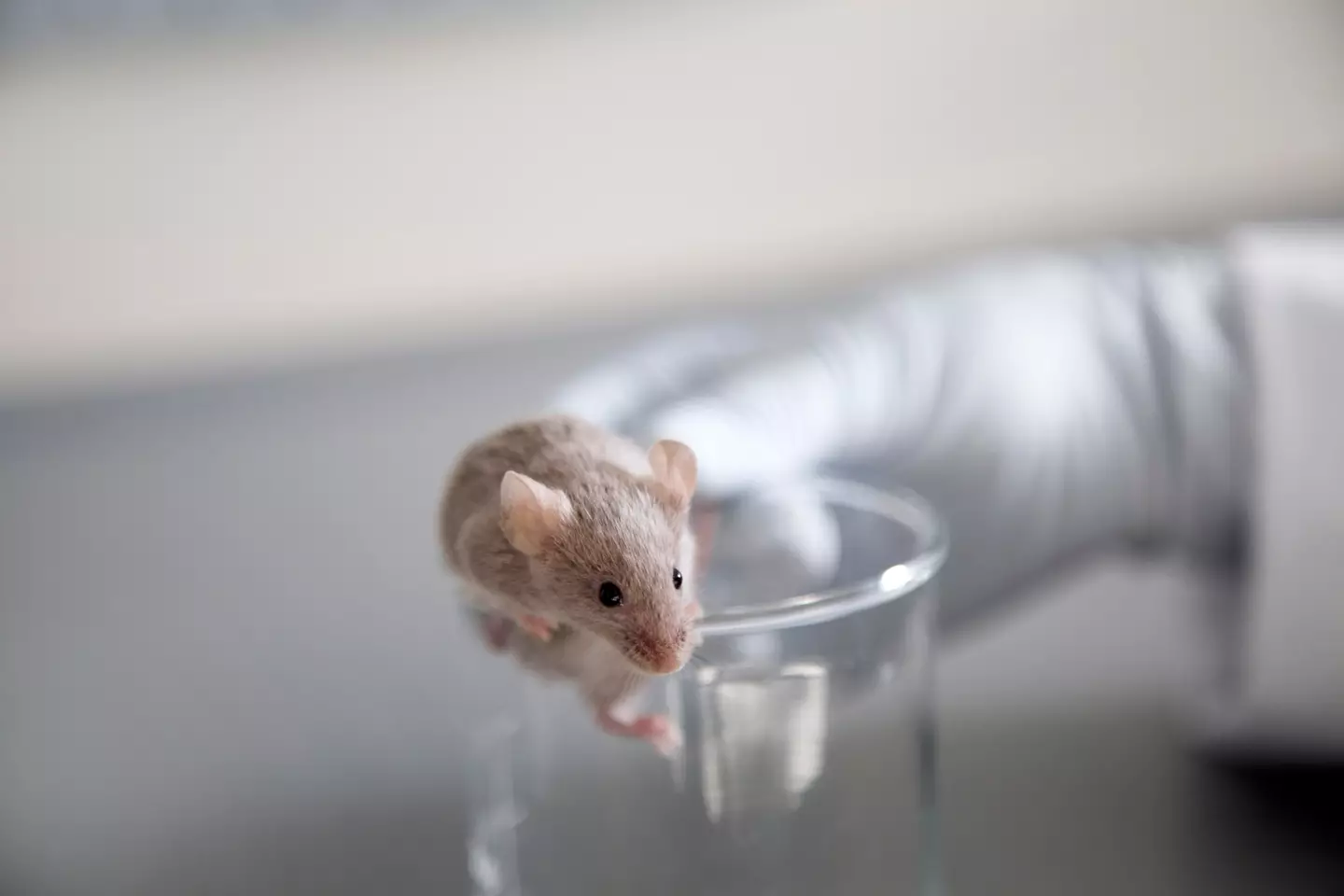 In 2023, it was reported that mice pups were born as a result of generating eggs from the skin cells of male mice (Getty Stock Image)