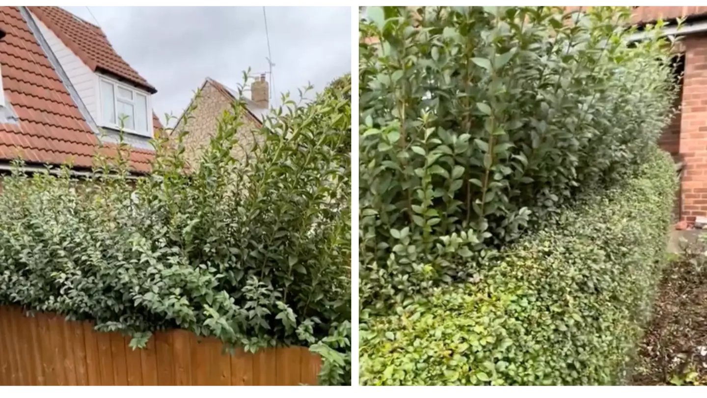Woman calls out 'petty' neighbour after they cut down half of their hedge following argument