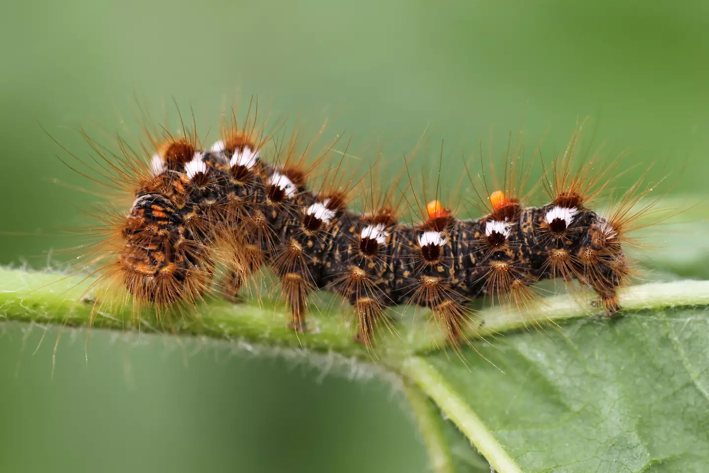 Dog owners are being warned following an outbreak of toxic caterpillars (
