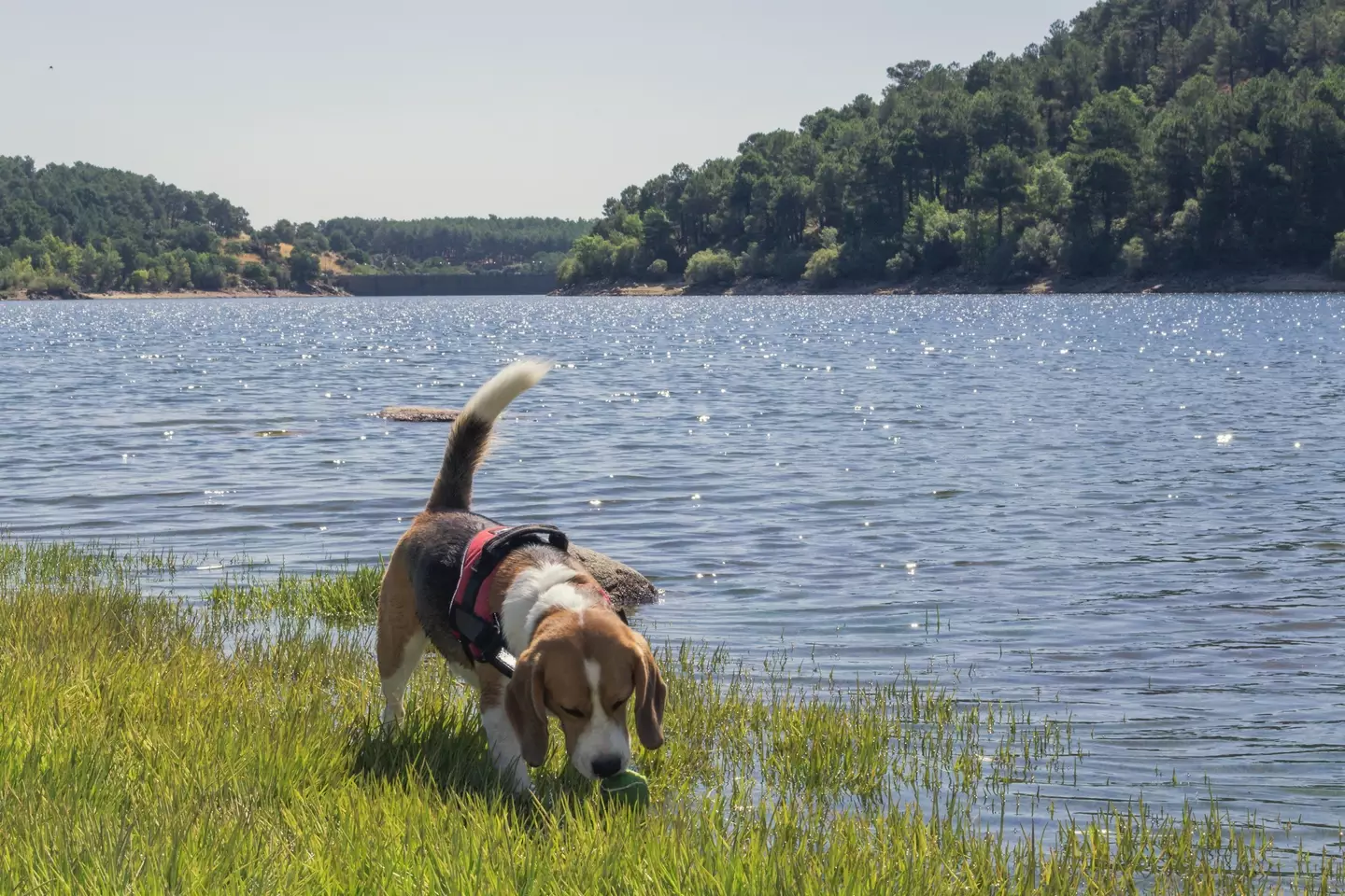 Dog owners are being urged to be careful.