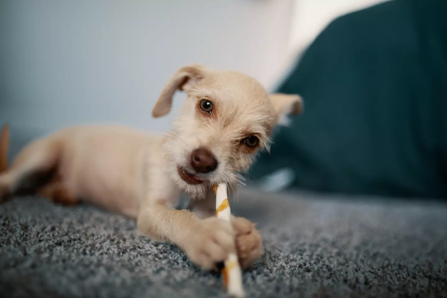 The puppy made the woman feel like she was going 'insane'.