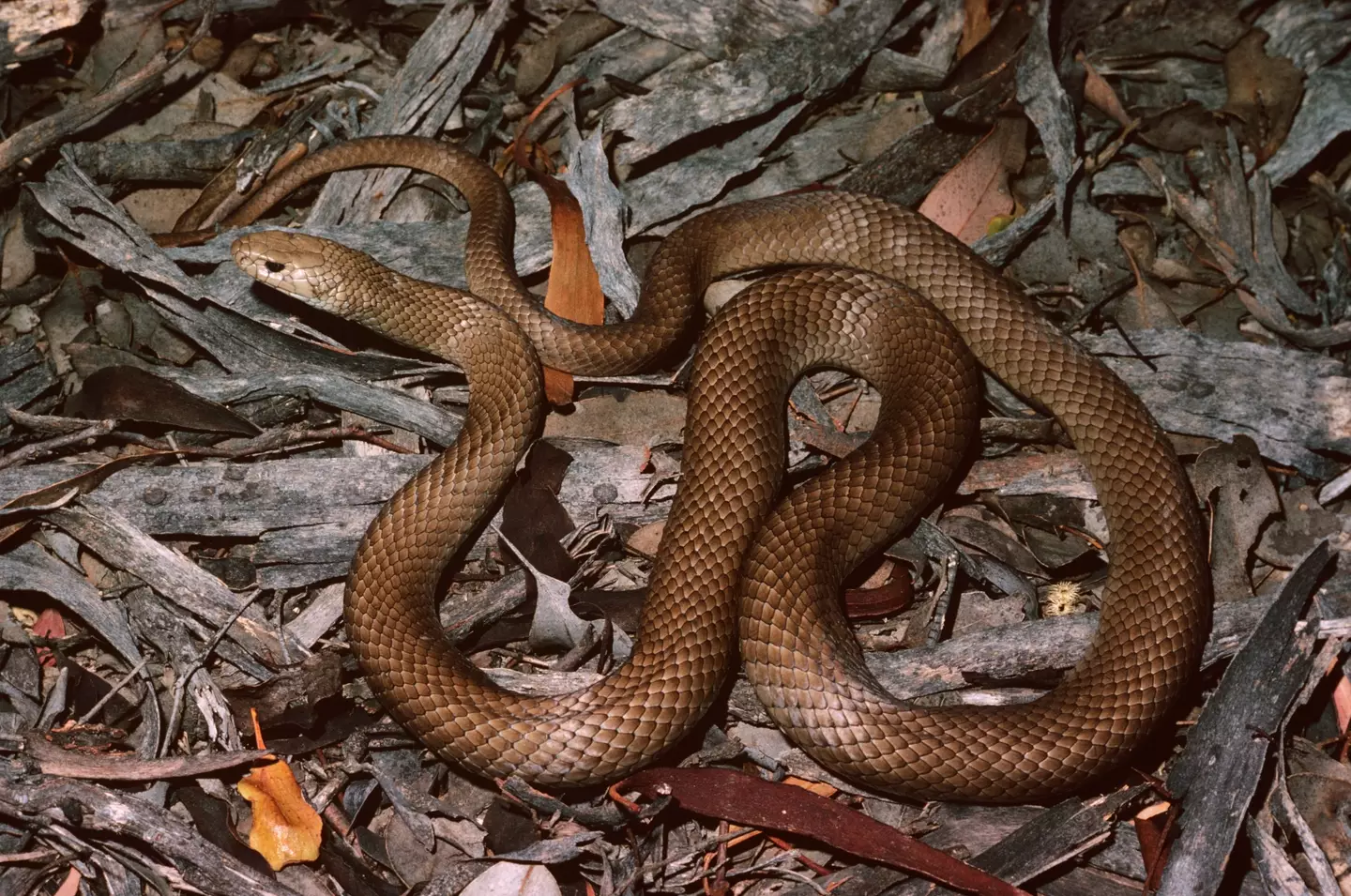 The Eastern Brown Snake.