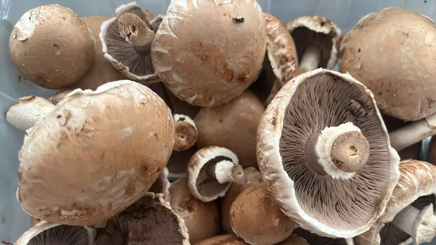 Black ‘mud’ you get on mushrooms isn’t what you think it is