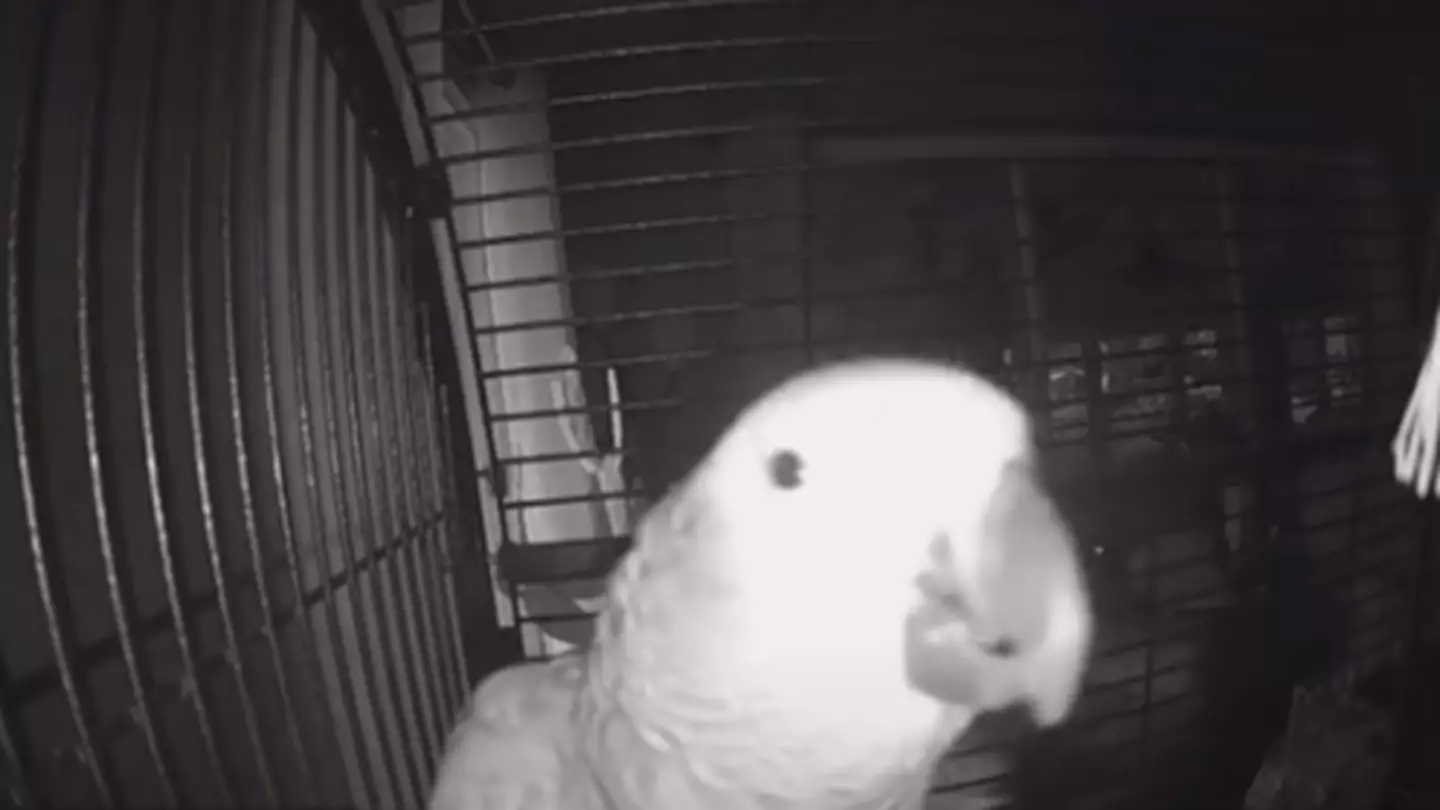 Moment African Grey Parrot Tells Alexa To Add Pulled Pork To The Shopping List