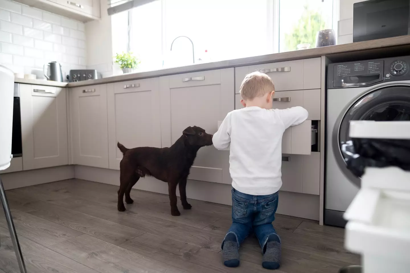 Millie's big brother had left the kitchen cupboard open, leaving her access to the washing pods.